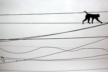 Un mono camina por los cables de la luz en la ciudad de Nueva Delhi, el pasado 29 de febrero.