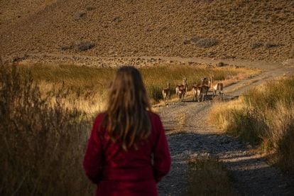 Un grupos de guanacos se desplazan por el Parque Patagonia.