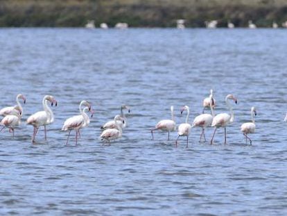 Flamencos rosa en el paraje Marismas del Odiel (Huelva).