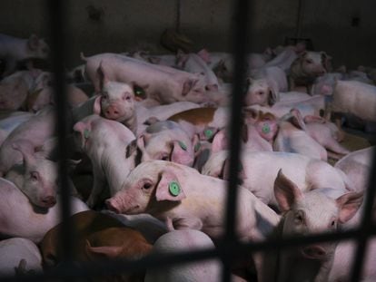 En la pequeña localidad granadina de Castilléjar se encuentra la macrogranja porcina con las emisiones de metano y amoniaco más altas de toda España.