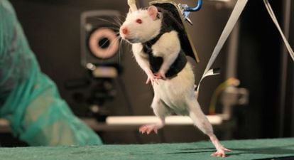 Investigadores suizos han devuelto la movilidad a ratas con lesi&oacute;n medular.