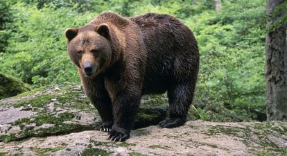 Ejemplar de oso pardo de la Cordillera Cant&aacute;brica.