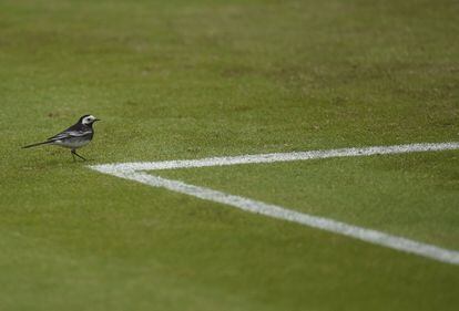 Un pájaro, en una de las pistas de tenis en el Torneo de Wimbledon, Londres, Reino Unido.