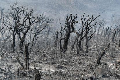 Árboles quemados tras un incendio forestal cerca de la ciudad de Melloula, en el noroeste de Túnez, cerca de la frontera con Argelia, el 24 de julio de 2023.