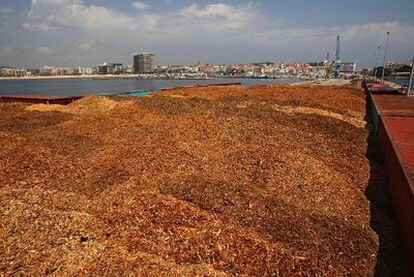 Miles de toneladas de biomasa procedente de los bosques afectados por la nevada aguardan en el puerto de Palamós.