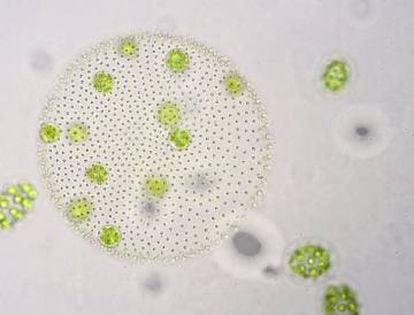 Volvox, uno de los géneros de algas que componen el fitoplancton.