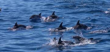 Un grupo de delfines en aguas de La Gomera.
