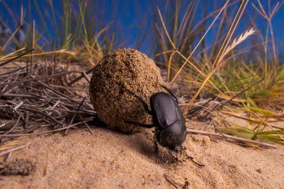 Escarabajo pelotero de la especie 'Scarabaeus sacer' desplaza una bola de estiércol en Doñana, una de las pocas áreas del país donde todavía se puede apreciar una gran riqueza de estos insectos. 