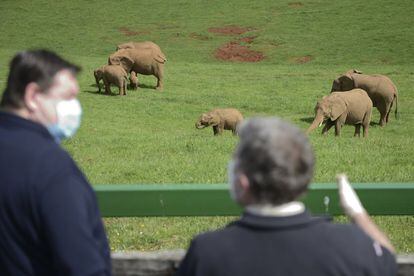 Un grupo de elefantes en el zoo de Cabárceno (Cantabria)
