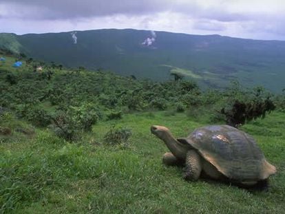 Una tortuga en Islas Galápagos.