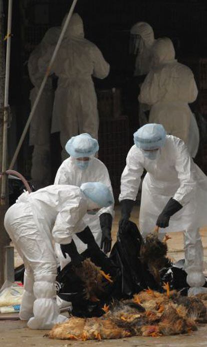 Trabajadores sanitarios recogen aves muertas en un mercado de Hong Kong.