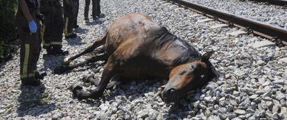 Cuerpo de uno de los caballos atropellados, junto a la v&iacute;a de tren.