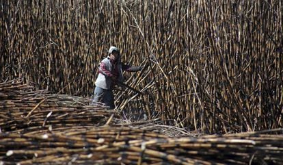 Un empleado corta caña de azúcar en una plantación de Morelos.
