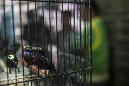 Las organizaciones ecologistas se lamentan de que el Gobierno de Indonesia apenas actúa para evitar el tráfico y venta de animales, en muchas ocasiones en mercados públicos como el de Pramuka.