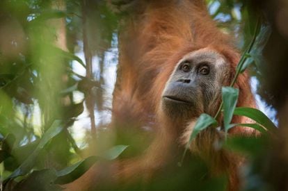 La especie de orangután nueva llamada Tapanuli.