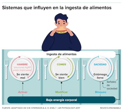 Three different neural systems control the feeling of hunger and food intake.