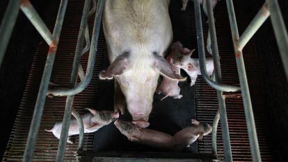Camada de cerdos recién nacidos en la granja Gran Canal en Jiaxing, en la provincia china de Zhejiang. 