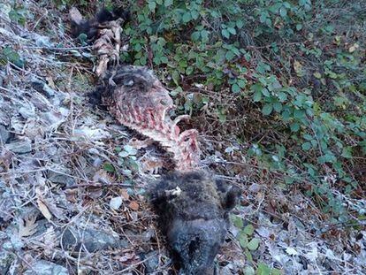 El cadáver del oso pardo que ha aparecido este fin de semana en Cangas.
