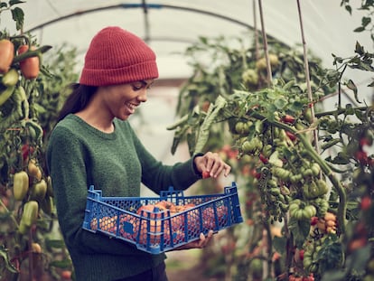 Young black female collecting vine tomatoes from cumminity allotment