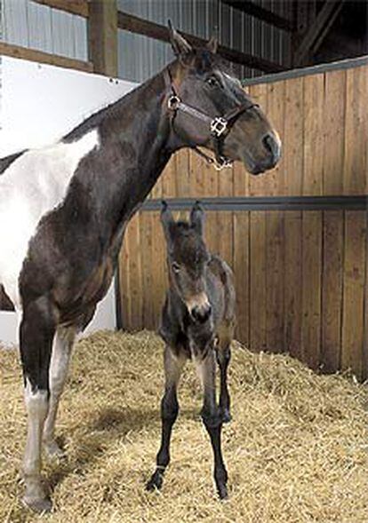 El pequeño <i>Idaho Gem</i>, en el establo, junto a su madre de alquiler.