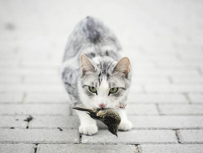 Un gato con un p&aacute;jaro en la boca. 
