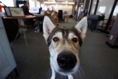 Johan Van Hulle, de 29 años, se unió a Tungsten Collaborative el año pasado. Su política de perros, dijo, "fue parte clave de la decisión" de aceptar el trabajo. "Permitir perros es un buen indicador de la cultura de una empresa y del tipo de lugar de trabajo no demasiado corporativo" que le atrae.