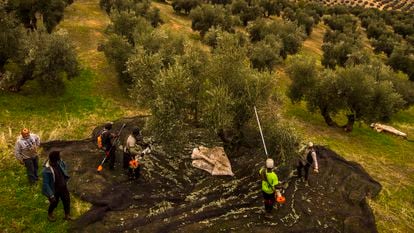 Trabajadores recogiendo aceituna este miércoles en un olivar ecológico en Mogón (Jaén).