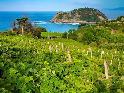 Viñedos al borde del mar en la localidad guipuzcoana de Getaria.