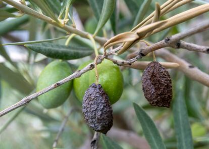 Estado de algunos olivares en Jaén debido a la sequía, en una imagen del 14 de septiembre.