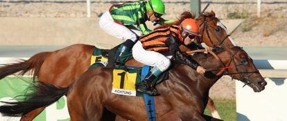 El purasangre &#039;Achtung&#039; vence en la carrera del domingo pasado en el hip&oacute;dromo de La Zarzuela. 