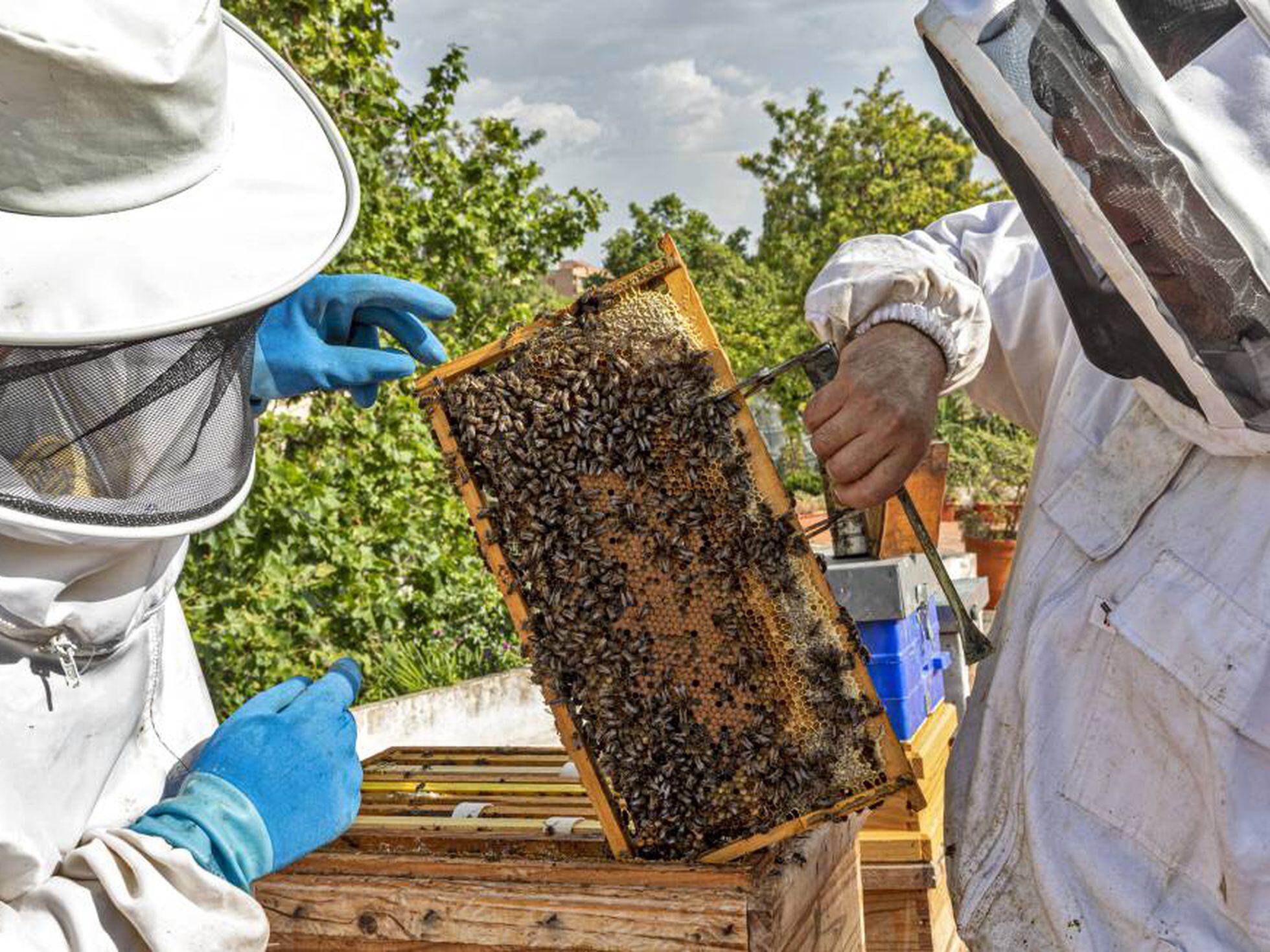 Colmenas inteligentes para combatir el colapso de las abejas | Transformación Digital | Tecnología | EL PAÍS