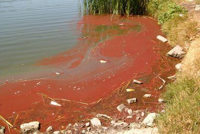 El líquido rojizo que ensucia el lago de Butarque, en Leganés, donde se practica la pesca.