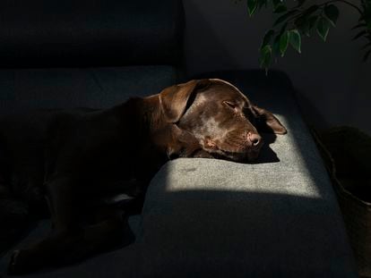 Cuando duermen, los patrones de las ondas cerebrales de los perros son similares a los de los humanos, lo que ha llevado a concluir que ellos también sueñan.