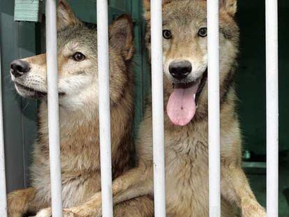 <i>Snuwolf</i> y <i>Snuwolffy,</i> dos lobas clonadas en Seúl (Corea del Sur).