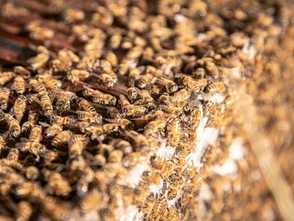 Tres de cada cuatro plantas comestibles en el mundo requieren la polinización asistida específicamente por abejas.