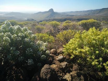 Los senderos de Gran Canaria permiten disfrutar de la peculiar flora de la isla.