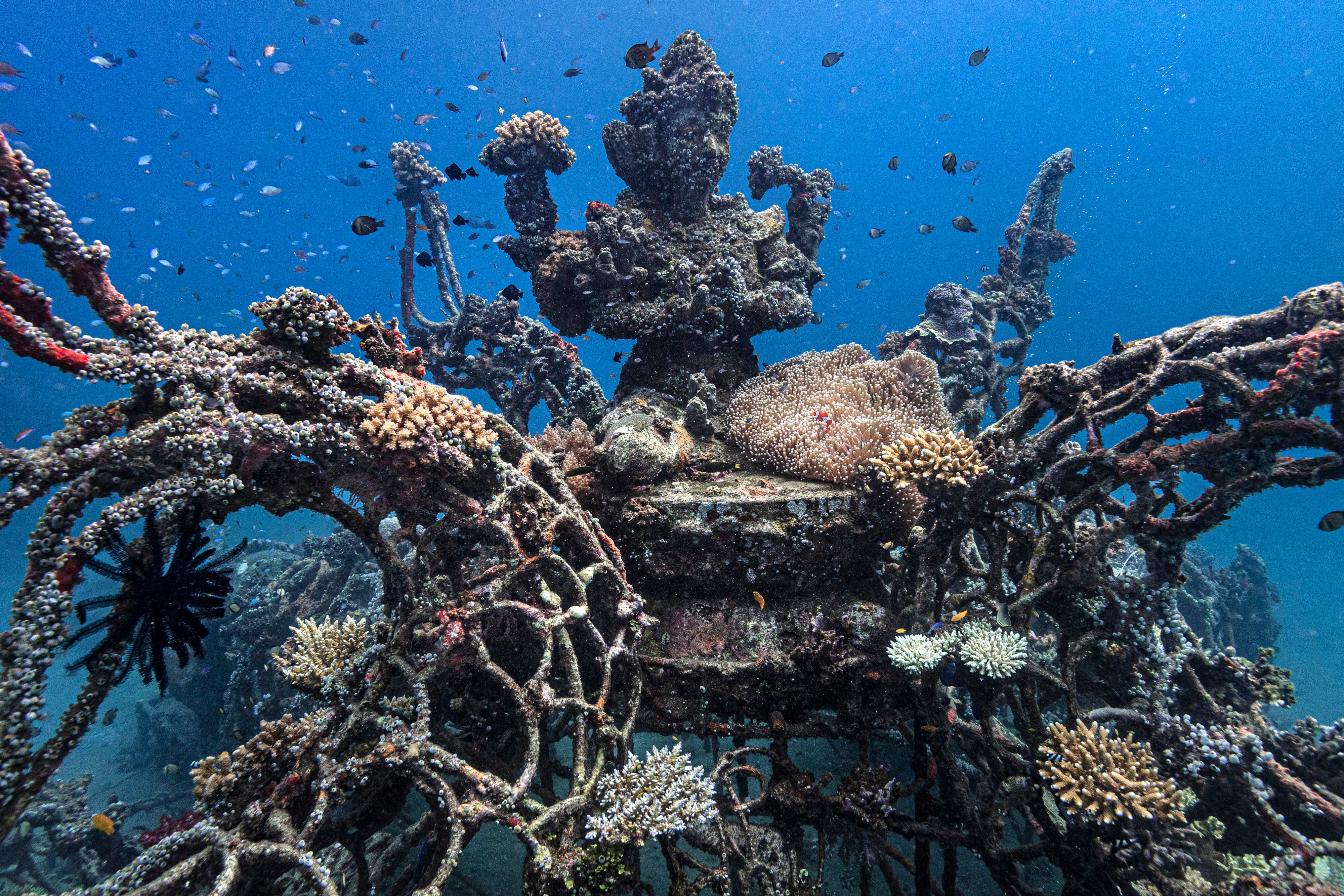 Viveros de Coral. Los arrecifes de coral de Pemuteran, al noroeste de Bali, se han deteriorado debido a métodos agresivos de pesca empleados en la zona. Para restaurar el hábitat se han construido viveros de coral utilizando una tecnología llamada acreción mineral electrolítica (Biorock). 