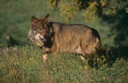 El lobo ib&eacute;rico est&aacute; estrictamente protegido al sur del Duero.