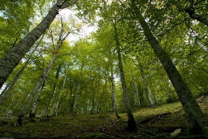 El hayedo del Bosque de Peloño es un refrescante oasis en esta ruta por el Parque Natural de Ponga.