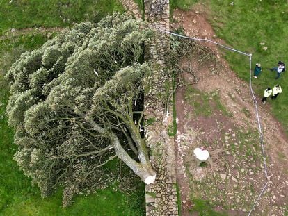 Vista aérea del árbol 'Sycamore Gap' en el muro de Adriano (Haltwhistle, Inglaterra) después de ser talado.