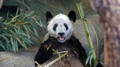 El panda Ya Ya come un trozo de bambú en el Zoo de Memphis el pasado 8 de abril.