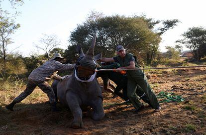 Kester Vickery, cofundador de la ONG Conservation Solutions, ayuda a mover un rinoceronte sedado. "Los rinocerontes son importantes para el ecosistema, que es una de las razones por las que los estamos trasladando toda esta distancia y haciendo todo este esfuerzo para llevarlos allí", sostiene Vickery, que también es conservacionista y está supervisando la translocación de rinocerontes.