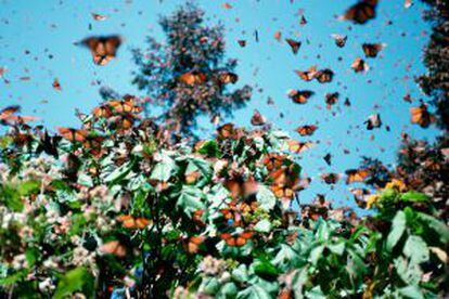 Migración de las Mariposas Monarca, en los bosques del santuario de El Rosario, en Michoacán (México).