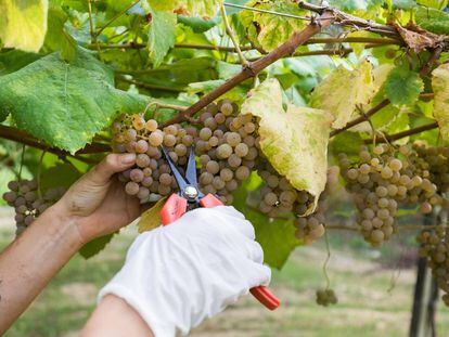 Vendimia de la variedad albariño.