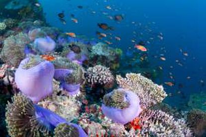 Barrera coralina en el atolón Ari, en Maldivas.