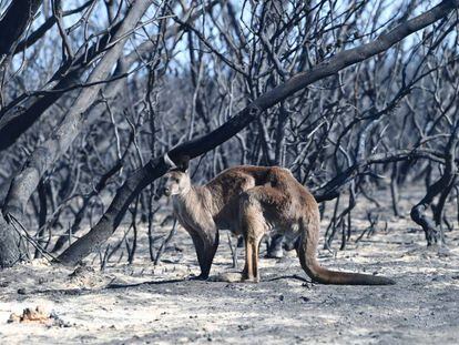Paisaje devastado por el fuego en Kangaroo Island, en el sur de Australia.
