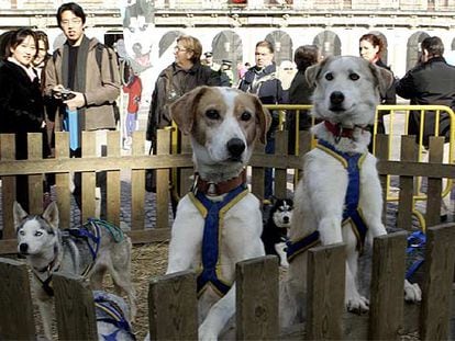 Los perros de Pirena