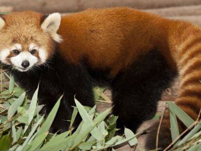 Un panda rojo ('Ailurus fulgens') del zoo de Zagreb.