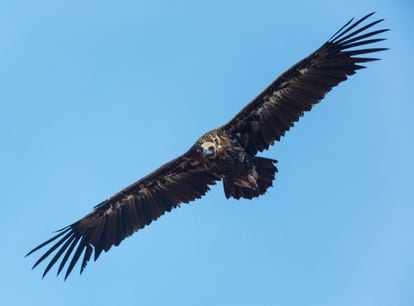 Ejemplar de buitre negro, el ave más grande que vuela en los cielos del país.