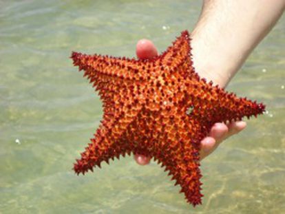 Estrella de mar en Culebra.